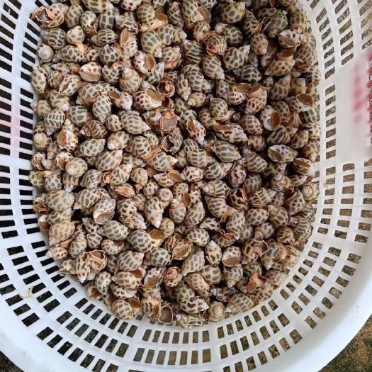 深圳冷冻东风螺 活冻东风螺