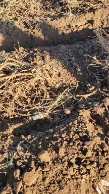 固阳县黄芪