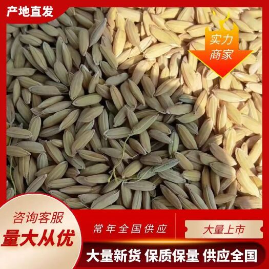 长粒香稻谷 水稻 粳稻 小区自助售米机供应 源头产地粮油企业