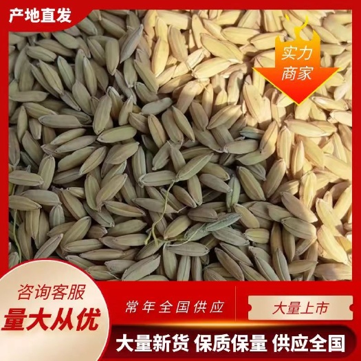 确山县长粒香稻谷 水稻 粳稻 小区自助售米机供应 源头产地粮油企业