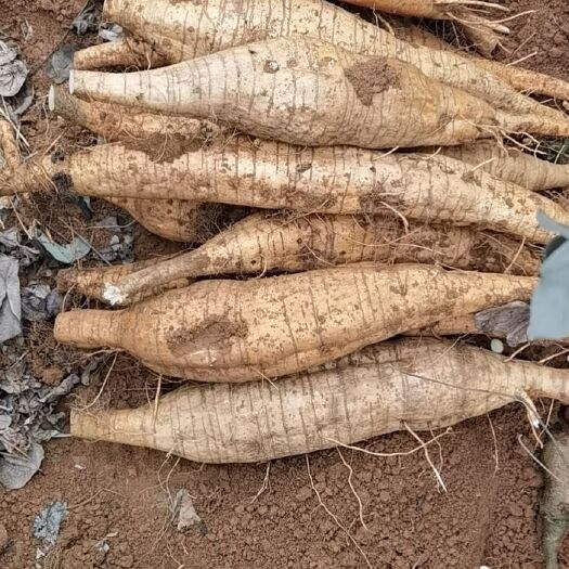 粉葛根新鲜现挖无渣生粉葛片农家特产天然野生葛根粉片煲汤