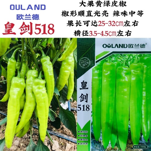 沭阳县皇剑518辣椒种子大果黄绿皮椒新品种果实黄绿色椒形顺直光亮