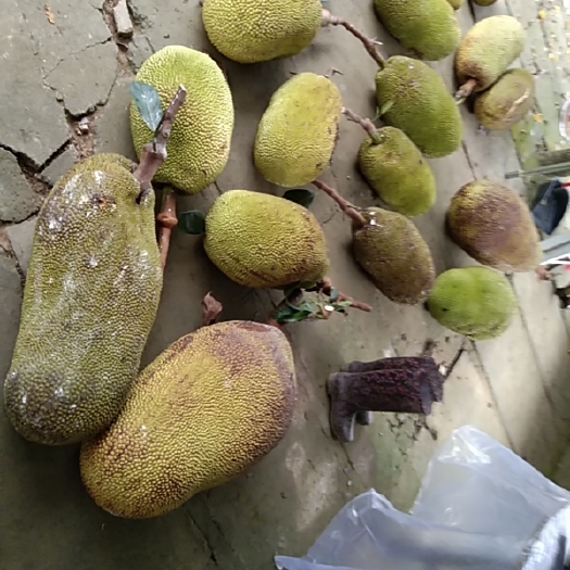 广州菠萝蜜