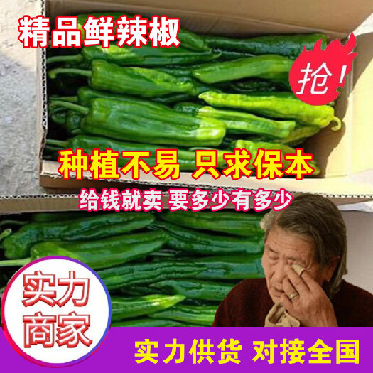 夏邑县长期大量供应各种301辣椒，芜湖椒，线椒，螺丝椒，大陇椒