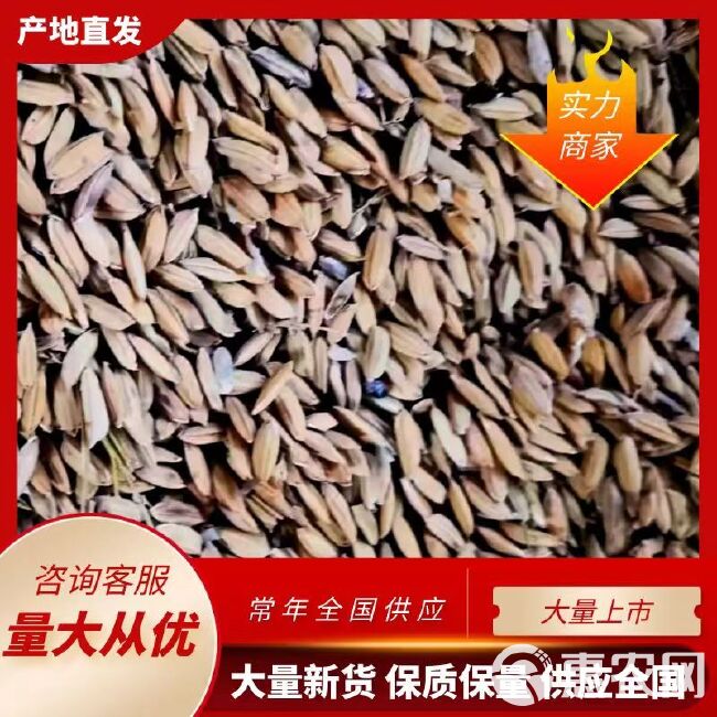 长粒香稻谷 水稻 粳稻 小区自助售米机供应 源头产地粮油企业