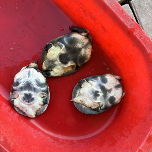 洪湖市洪湖花鳖 乌鳖