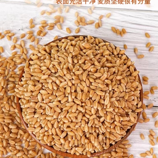 开封小麦粒小麦种子麦子粒麦粒优质小麦籽猫草2023新发芽榨汁麦