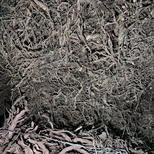 龙胜县黑老虎根