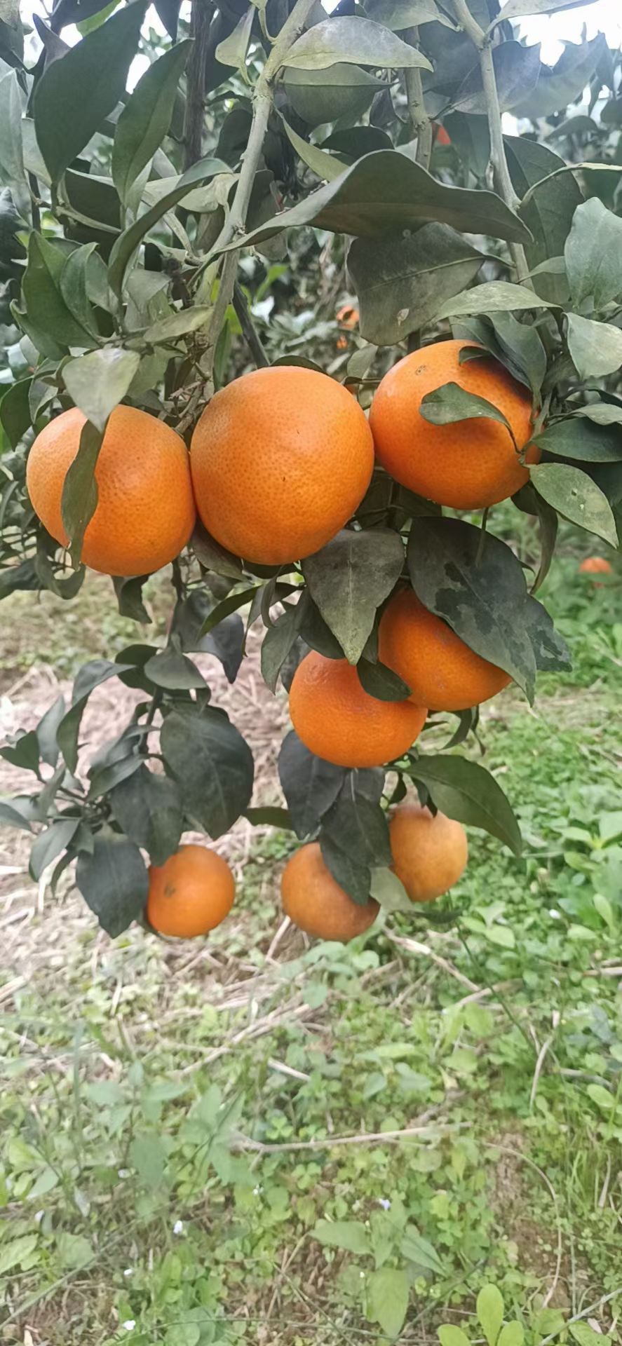 爱媛果冻橙