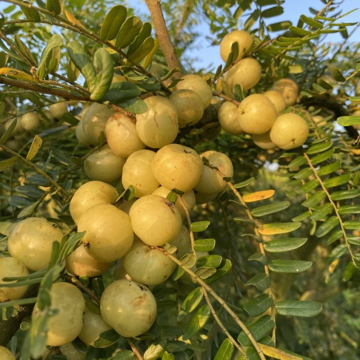 普宁市潮汕特产崩坎柿饼甜种余甘果生吃，榨汁批量