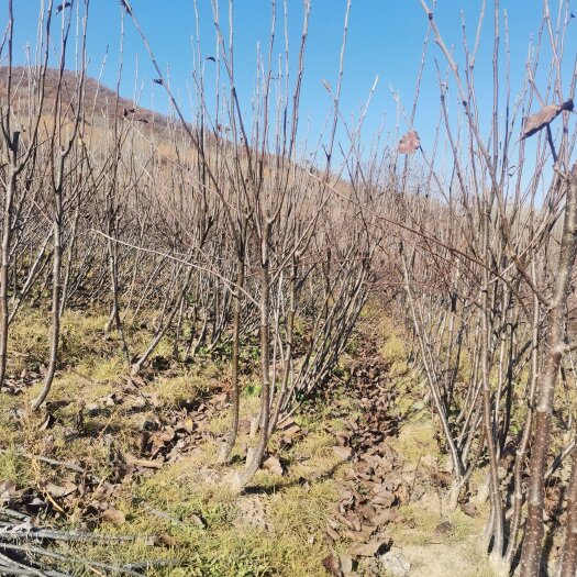 梨树县吉林省四平市梨树县果树苗基地直销
