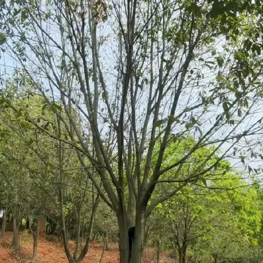 九江青冈栎树15公分青冈栎18公分青冈栎树苗