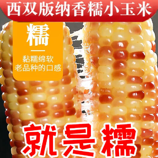 云南西双版纳小花糯玉米低卡减脂期食物