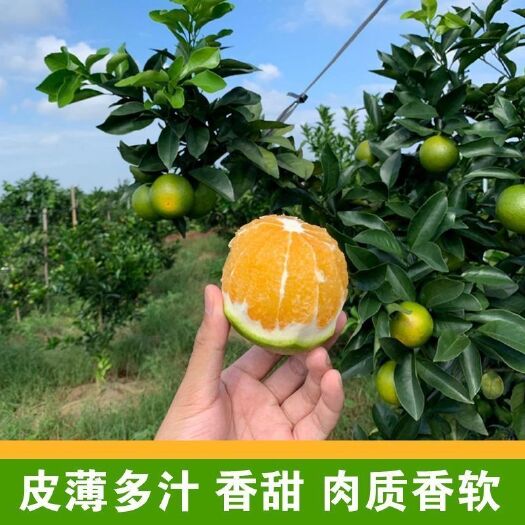海口海南琼中绿橙