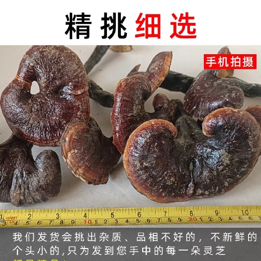 神农架赤灵芝泡酒煲汤整朵电商药店养生店酒厂专用批发送礼养生佳品