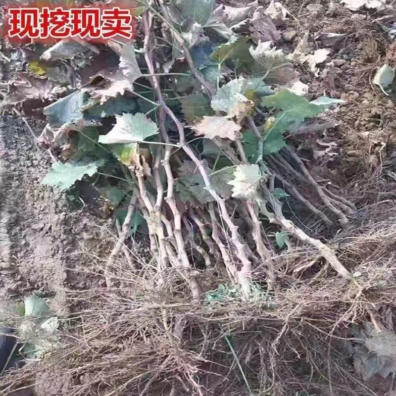 早夏无核嫁接葡萄苗南北方种植基地现挖现发盆栽地栽当年结果葡萄