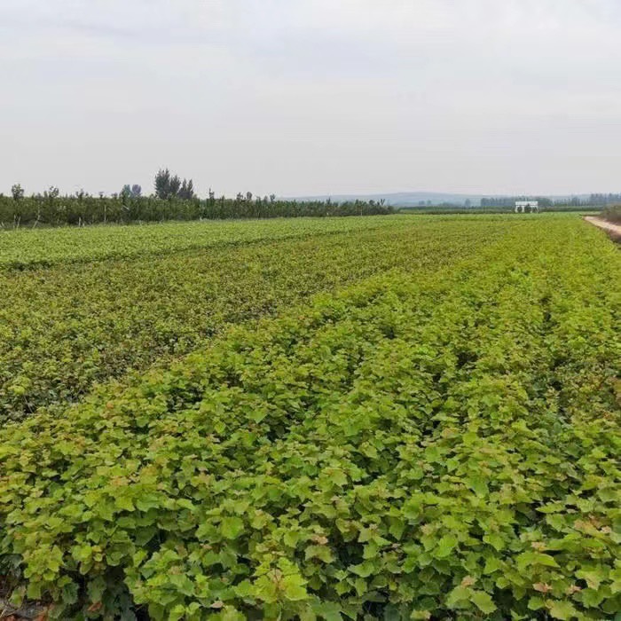 早夏无核嫁接葡萄苗南北方种植基地现挖现发盆栽地栽当年结果葡萄