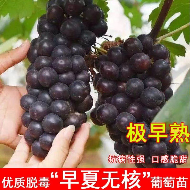 早夏无核嫁接葡萄苗南北方种植基地现挖现发盆栽地栽当年结果葡萄