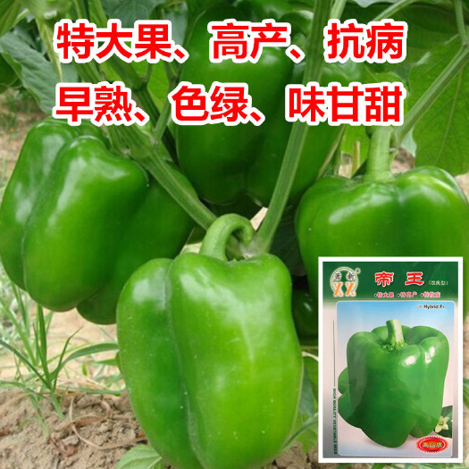 沭阳县辣椒种子萧新帝王辣椒种子早熟长方灯笼型味甘甜产量高辣椒种子
