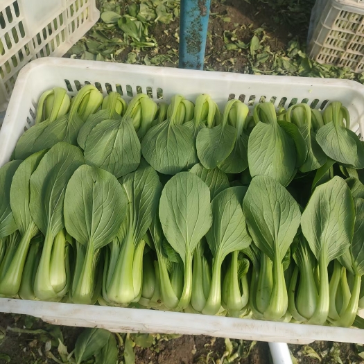 上海青小白菜 大颗中颗小颗 诚信第一