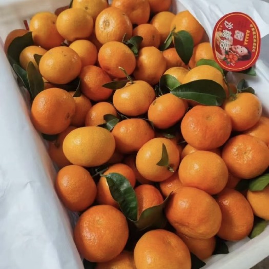 恭城縣【精品】廣西金秋砂糖橘 大量供應(yīng)中 清甜化渣 果面干凈