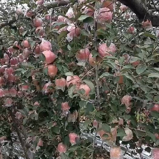 万荣县山西万荣纸加膜冰糖心苹果，膜袋富士果，产地直销，货源充足