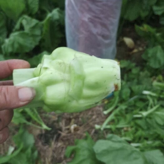长沙榨菜