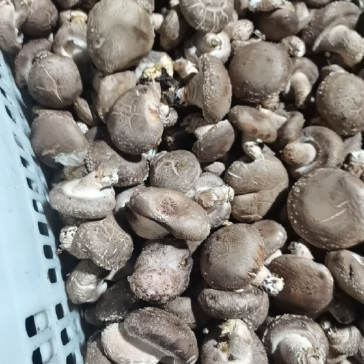 光面菇
