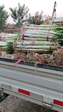 安丘市铁杆大葱
