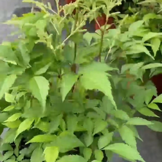 嘉善县络新妇山花七马尾参术活
