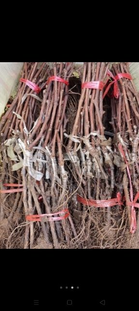 兴城市贝达占木嫁接一年生葡萄苗