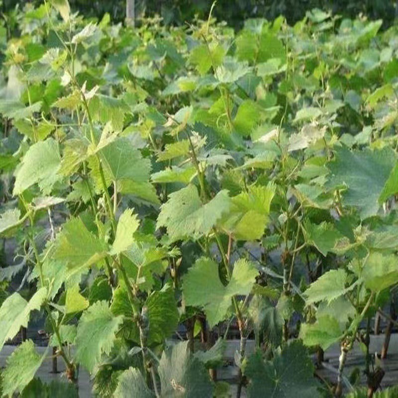 赤霞珠葡萄嫁接苗酿酒专用苗南北方种植基地现挖现发盆栽地栽果苗