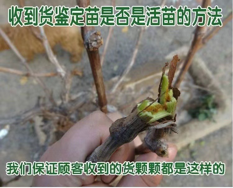 赤霞珠葡萄嫁接苗酿酒专用苗南北方种植基地现挖现发盆栽地栽果苗