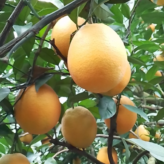 广州农家脐橙