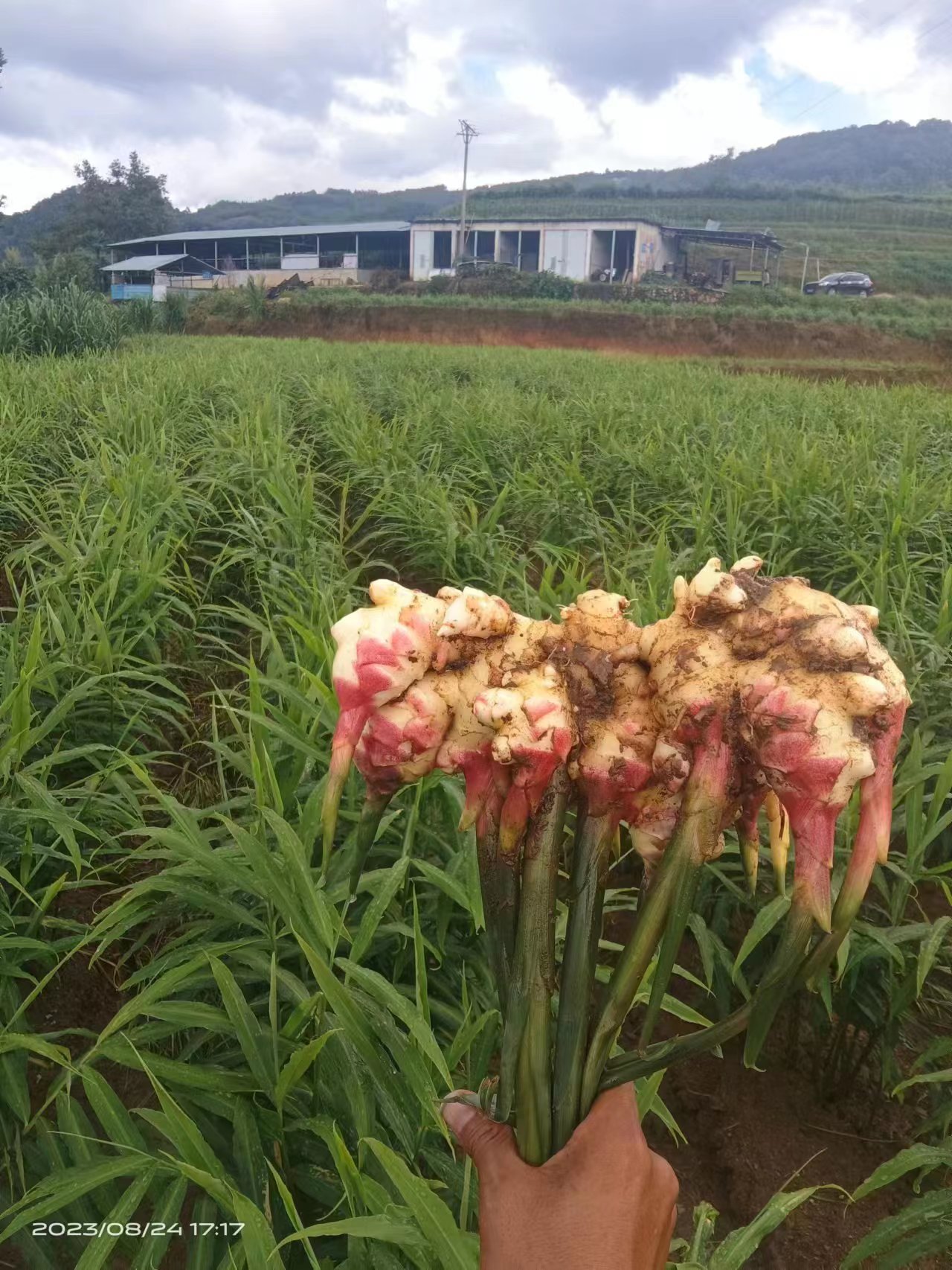 云南生姜小黄姜白姜基地真供 电商货 精品鲜姜大量上市