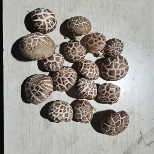 花菇