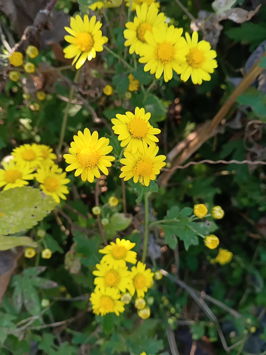 花草茶