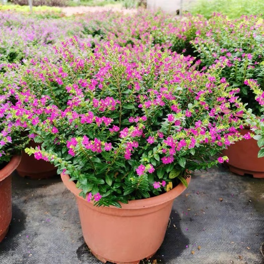 满天星盆栽绿植带花阳台绿植好养的花四季易活花草盆栽室内好养