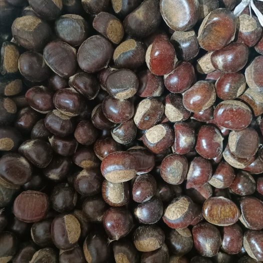 蒙阴县山东油栗板栗坏果包赔 肉黄糯不变色可视频看货