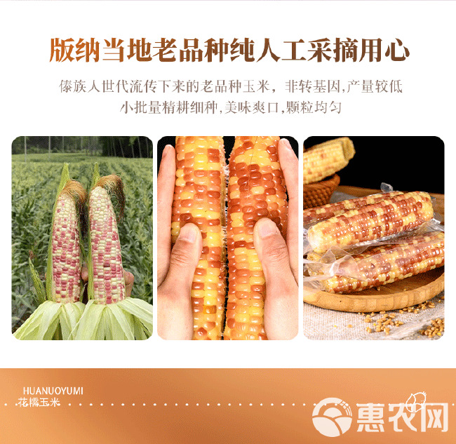 云南西双版纳小花糯玉米低卡减脂期食物