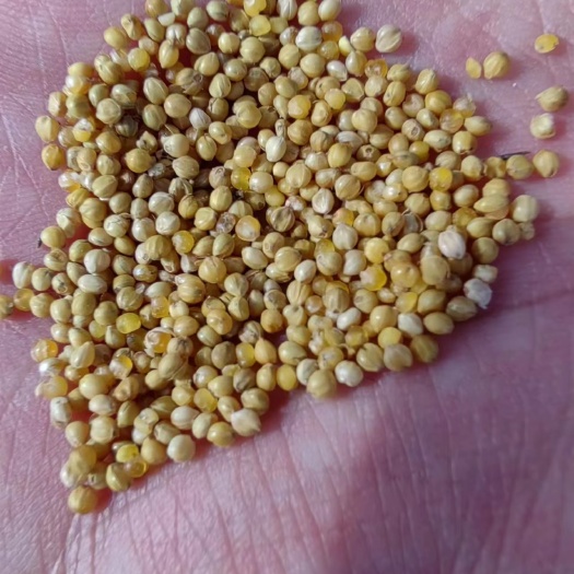 娄烦县谷子，金苗K1，水分11-13，已晾干，一类谷，好东西。
