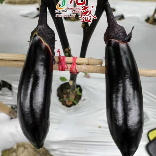 宿迁基地专用烧烤茄种子龙盛香烤9297新品茄子种子肉质细嫩口感佳
