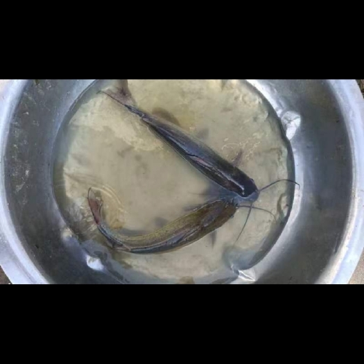 武汉鮰鱼