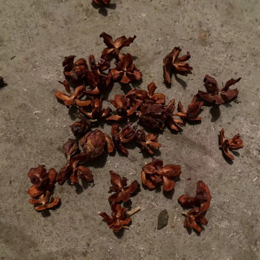 临沭县柏树种子壳 晒干的柏树壳 偏松岭子壳