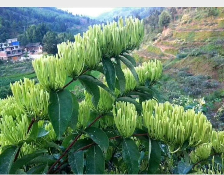 湘蕾5号金银花苗，湘银花苗，金银花嫁接苗，金银花扦插苗