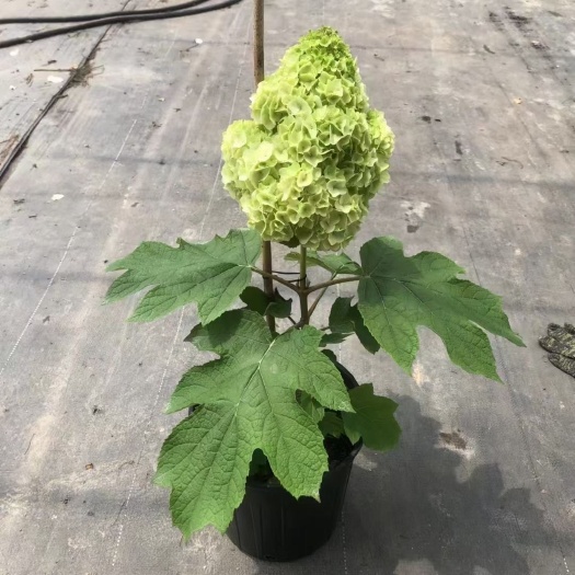 成都栎叶绣球和声，雪花种苗批发预定