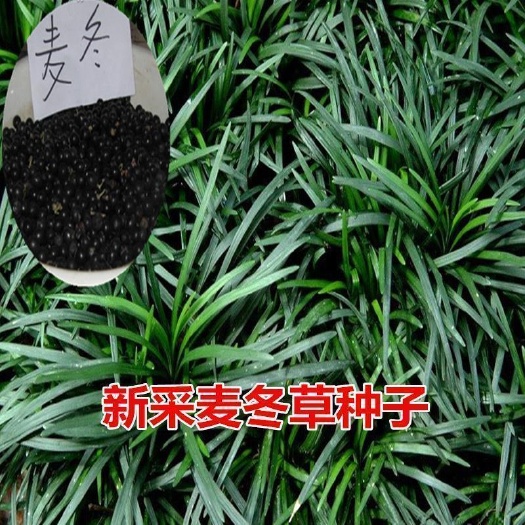 新采麦冬草种子玉龙草种子金边麦冬草日本矮麦冬草籽绿化草坪种子