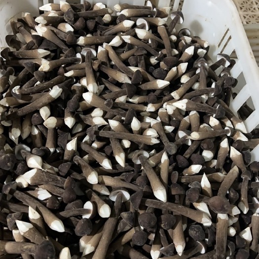 菏泽黑皮鸡枞菌基地大棚