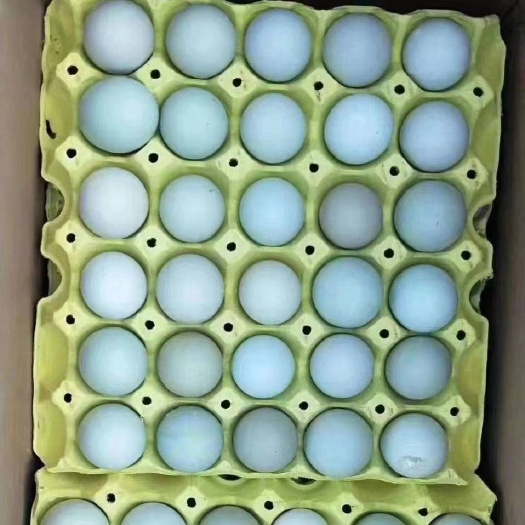 武汉绿壳土鸡蛋鸡场直销