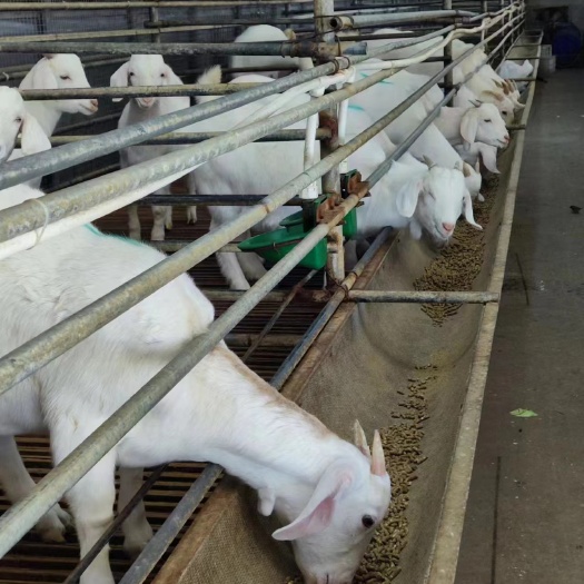 东台市源头好肥料 生物有机肥：发酵鸡粪、羊粪、牛粪、纯颗粒羊粪